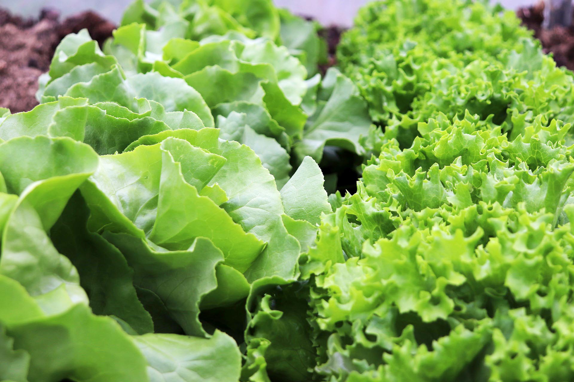 Wintersalate – jetzt ist Pflanzzeit!